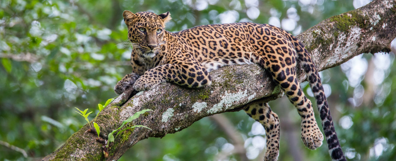 Binsar Wildlife Sanctuary